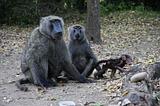 Ethiopia - Mago National Park - Baboons - 12